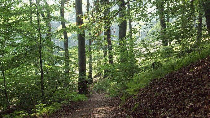 Naturwald am Nonnenstromberg
