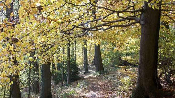 Herbst im Wald an der Löwenburg, Siebengebirge