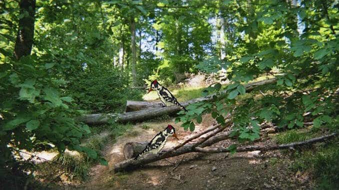 "Schwester Buche und Bruder Specht" im Wildnisgebiet Siebengebirge