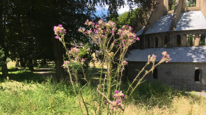 Heisterbach, Distel