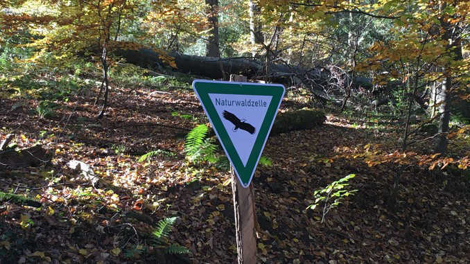 Naturwaldzelle am Nonnenstromberg