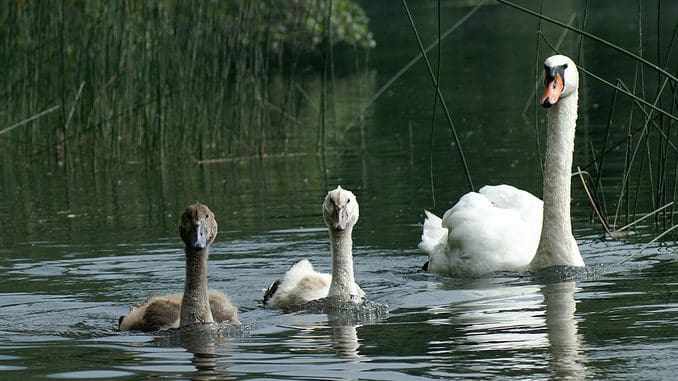 Höckerschwäne, gesehen bei Hohenems