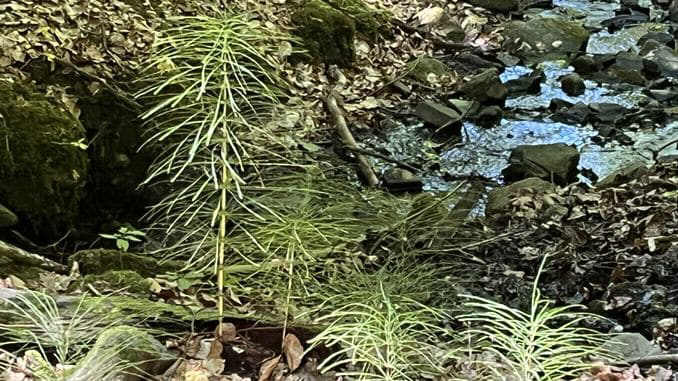 Schachtelhalme im Tretschbachtal, Siebengebirge