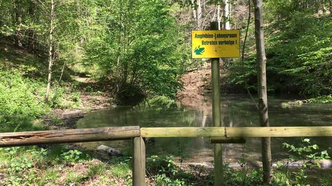 Amphibien-Lebensraum im Annatal, Siebengebirge