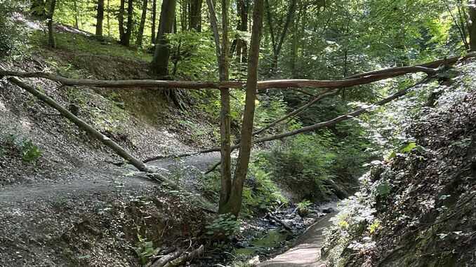 Pfad durch das Annatal, Siebengebirge