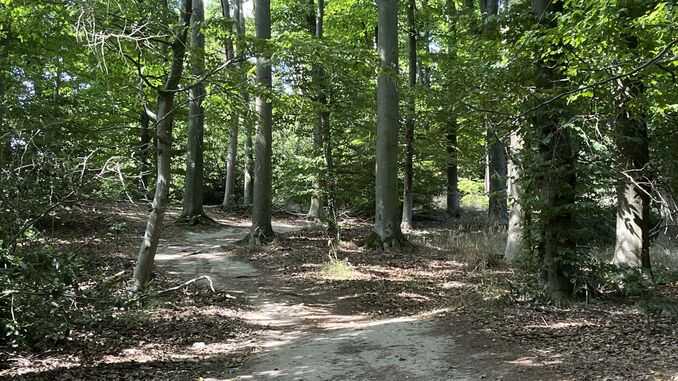 Aufstieg zum Geisberg, Siebengebirge