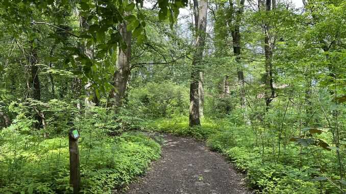 Siebengebirge, Naturwaldzelle am Nonnenstromberg