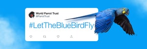 World Parrot Trust - Let The Blue Bird Fly