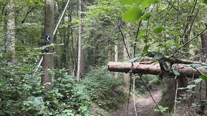 Waldweg auf der Rheinsteigtrasse von Bad Honnef nach Linz